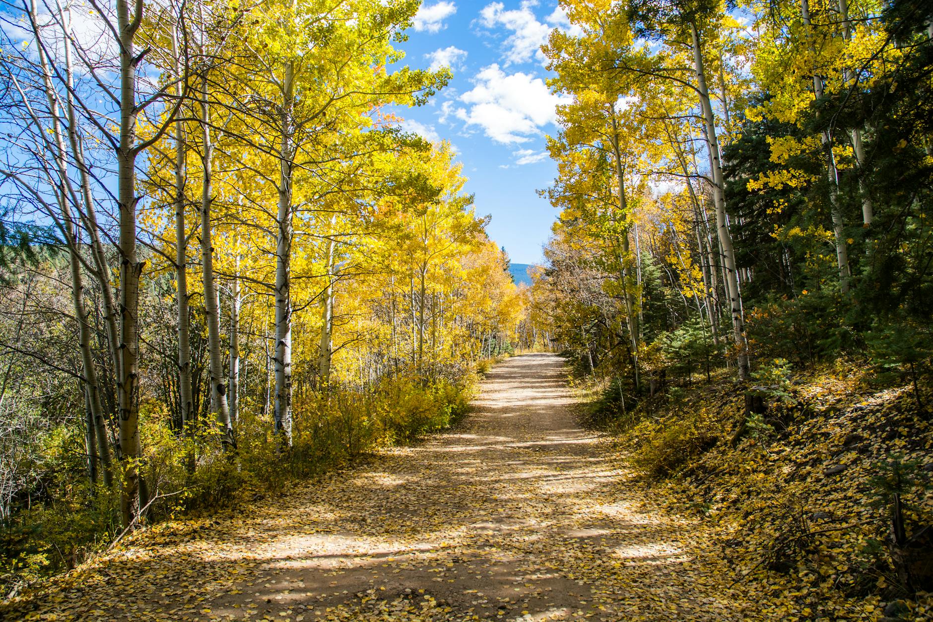 green trees and brown path w